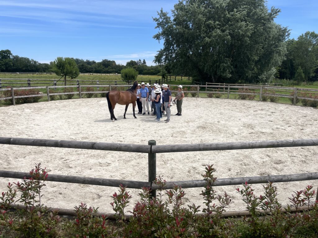 Formation assistée par le cheval